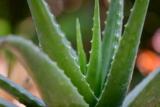 Usos del aloe vera en perros: beneficios y cómo usarlo