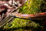Serpiente del maíz: información sobre cuidados, comportamiento y hábitat