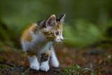 ¿Qué nutrientes necesitan los gatitos en su comida para gatos?