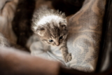 Síndrome del gatito desvanecido: causas, síntomas y tratamientos