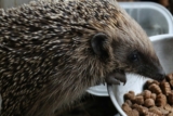 ¿Qué comen los erizos? Cómo darle una dieta sana a tu mascota