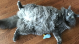 Gato Nebelung: información y características de la raza