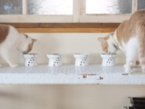 Comedero elevado para gatos de Necoichi de porcelana