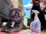 Mejores neutralizadores de olores para mascotas perros y gatos del 2026 (Análisis)