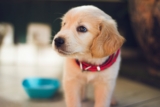 Cómo convencer a tus padres para adoptar un perro: consejos para una conversación exitosa