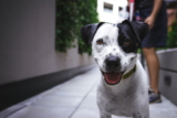 ¿Los perros son carnívoros u omnívoros? Lo que necesitas saber