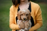 ¿Los Goldendoodles son hipoalergénicos?  Tenemos todas las respuestas