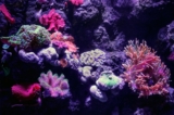 Mejores comedores de algas de agua dulce para tu acuario