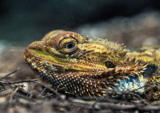 ¡Atadenovirus en dragones barbudos, descubre todo sobre él!