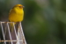 Aves