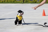 Adiestramiento de perros con clicker en 5 sencillos pasos