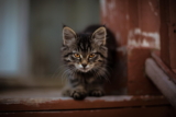 ¿Cuánto tiempo puede pasar un gato sin orinar?