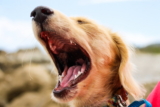 ¿Por qué mi cachorro me muerde agresivamente? ¿Cómo controlarlo?