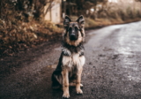 5 Mejores Perros Guardianes para Familias: Razas y Características