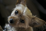 Chorkie (Mezcla de Chihuahua Yorkie): información y características de la raza