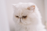Enfermedad inflamatoria intestinal en gatos (EII): síntomas y tratamiento