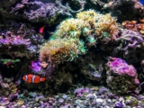 La mejor grava para acuario del 2026 (análisis)