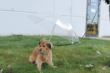 Los mejores paraguas para perros del 2026 (análisis)