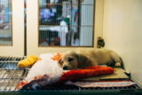 Cómo limpiar la herida de un perro