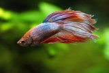 Peces Betta: características y cuidados para que estén sanos