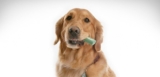 Masticable dental para perros Merial Oravet (para higiene)