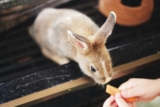 Conejo deja de comer: ¿Qué hacer para evitar su muerte?