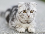 Ansiedad por separación en los gatos: Signos y tratamiento