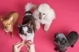 Cálculos en la vejiga del perro: 5 consejos dietéticos para su salud