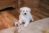 Juguetes DIY para perros: 10 juguetes rápidos y fáciles que puedes ya