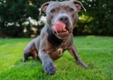 American Pit Bull Terrier: Información, características y datos de la raza