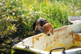 Las 10 mejores razas de perros tricolores