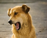 ¿Por qué los perros gruñen y qué significa el gruñido de los perros?