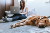 Por qué roncan los perros: causas, riesgos y soluciones
