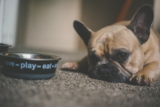 ¿Con qué frecuencia debes limpiar el cuenco de tu perro?