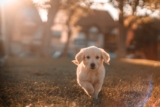 Mejores suplementos de calcio para perros del 2026 (análisis)