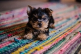 5 cosas sin las que tu cachorro no puede vivir