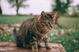 ¿Los gatos son territoriales?