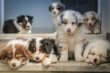 ¿Cuáles son los mayores mitos sobre los perros?