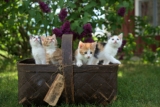 ¿Los gatos recuerdan a las personas?