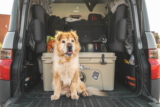 10 consejos para hacer un viaje por carretera con tu perro