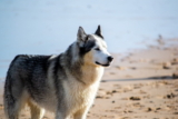 ¿Les gusta nadar a los Huskies? Hechos que no sabías
