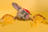 ¿Cuánto tiempo puede pasar un perro sin comer?
