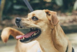 ¿Cuántos dientes tienen los perros adultos?