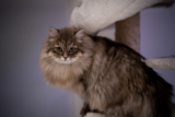 Gato siberiano: información, características y datos de la raza
