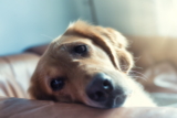 10 miedos y fobias comunes en los perros