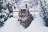 Cuánto frío es demasiado para los gatos: Consejos para mantener a un gato caliente