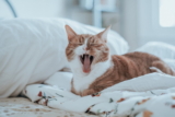 Asma en gatos: síntomas y tratamiento