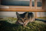 Cómo evitar que un gato cague en la alfombra