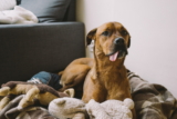 5 consejos para eliminar las pulgas del hogar