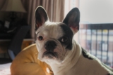 Mejor comida para Bulldog Francés del 2026 (análisis)